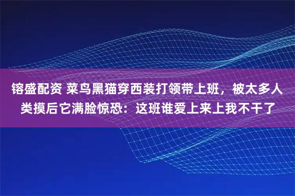 镕盛配资 菜鸟黑猫穿西装打领带上班，被太多人类摸后它满脸惊恐：这班谁爱上来上我不干了
